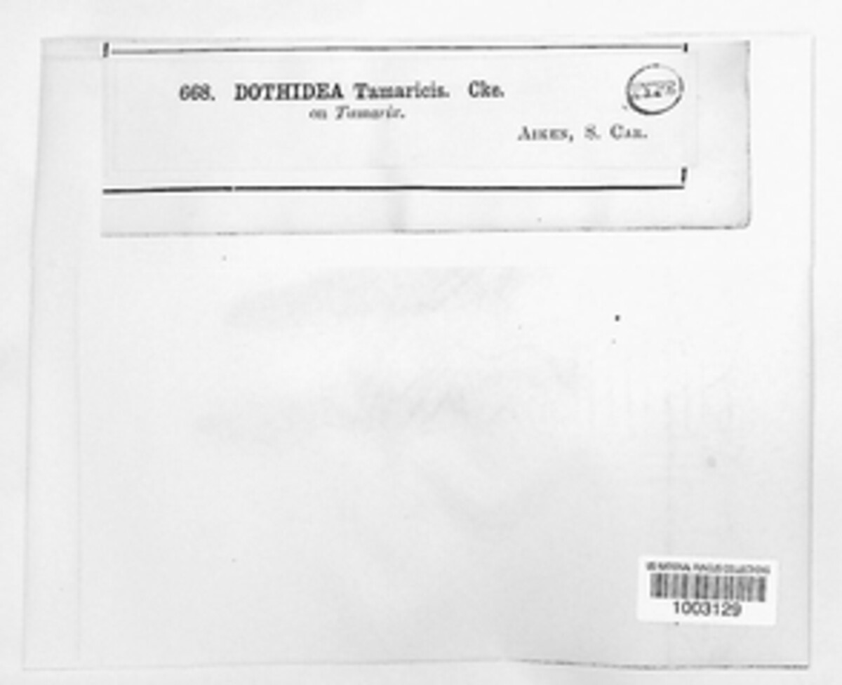 Leptosphaeria tamaricis image